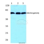 Anti-CDC25A (phospho-S124) Antibody from Bioworld Technology (BS4668) - Antibodies.com