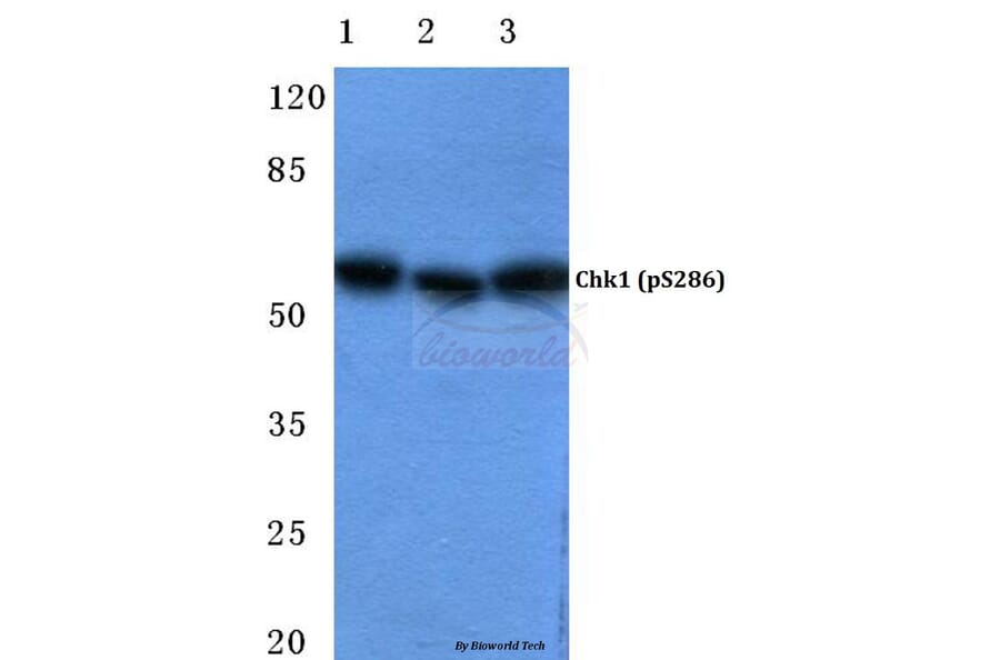 Anti-Chk1 (phospho-S286) Antibody from Bioworld Technology (BS4670) - Antibodies.com