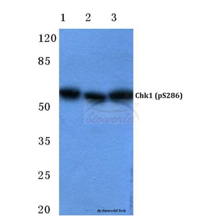 Anti-Chk1 (phospho-S286) Antibody from Bioworld Technology (BS4670) - Antibodies.com