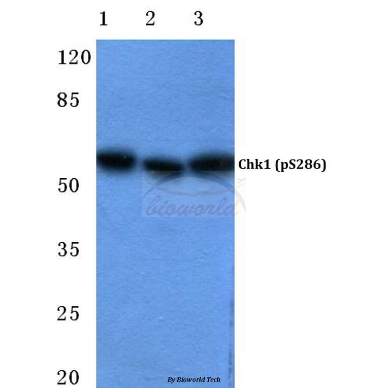 Anti-Chk1 (phospho-S286) Antibody from Bioworld Technology (BS4670) - Antibodies.com