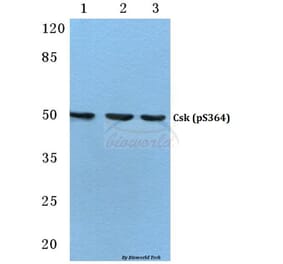 Anti-Csk (phospho-S364) Antibody from Bioworld Technology (BS4673) - Antibodies.com