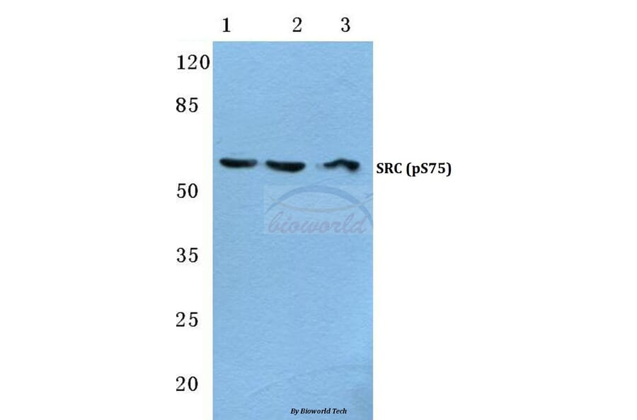Anti-c-Src (phospho-S75) Antibody from Bioworld Technology (BS4674) - Antibodies.com