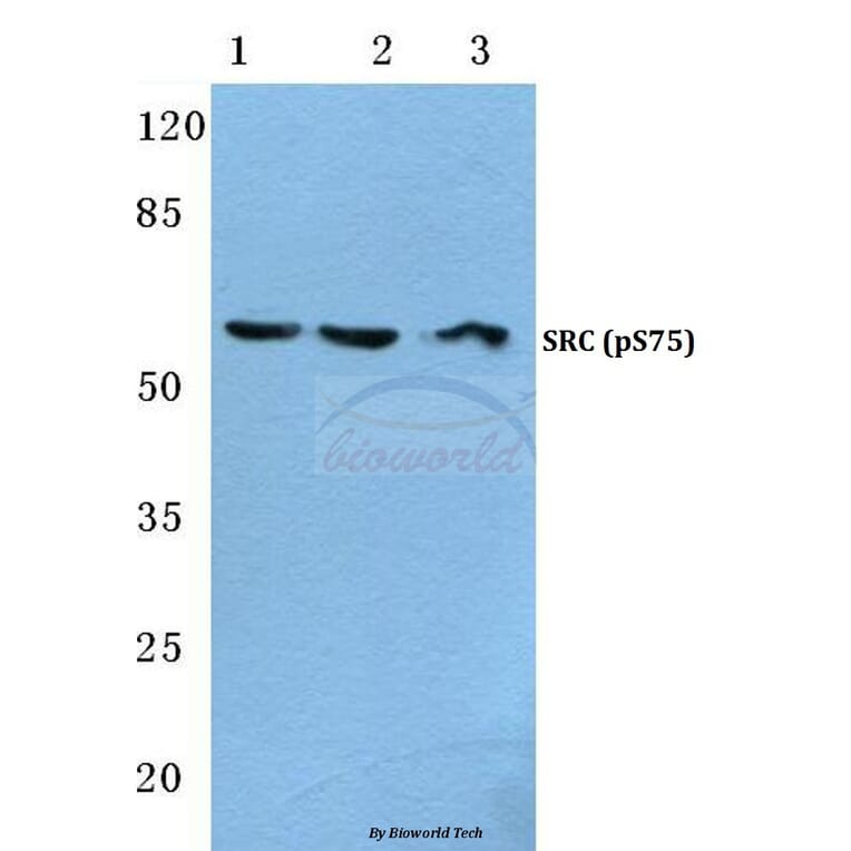 Anti-c-Src (phospho-S75) Antibody from Bioworld Technology (BS4674) - Antibodies.com