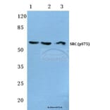 Anti-c-Src (phospho-S75) Antibody from Bioworld Technology (BS4674) - Antibodies.com