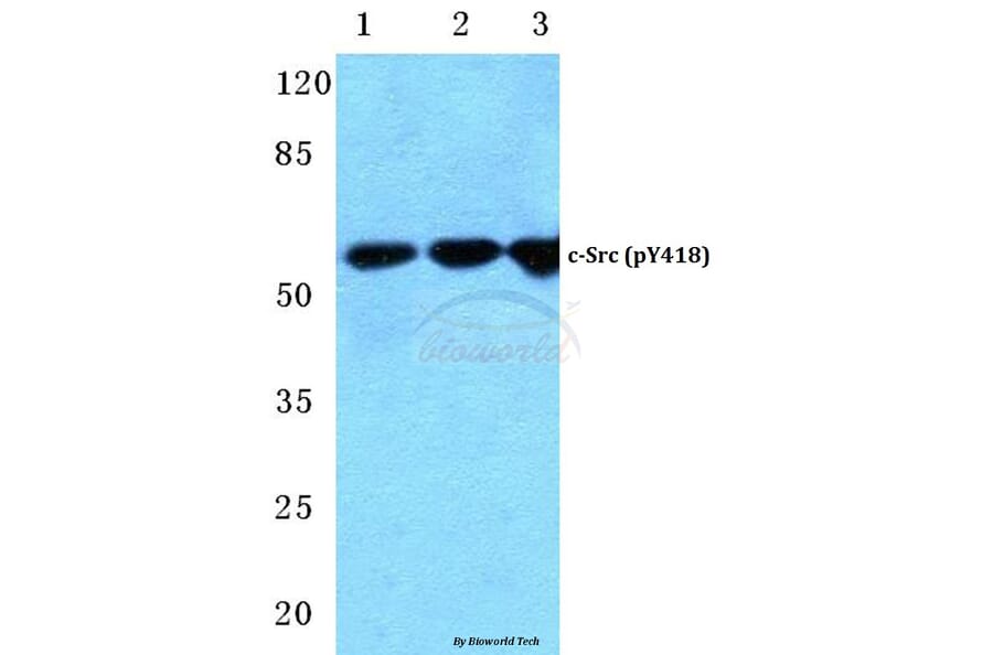 Anti-c-Src (phospho-Y418) Antibody from Bioworld Technology (BS4675) - Antibodies.com