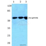 Anti-c-Src (phospho-Y418) Antibody from Bioworld Technology (BS4675) - Antibodies.com