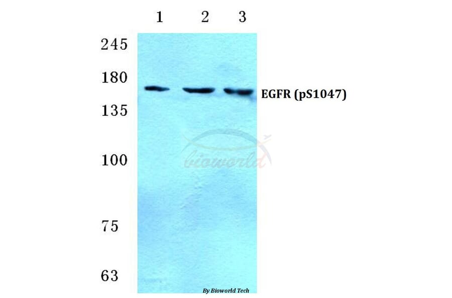 Anti-EGFR (phospho-S1047) Antibody from Bioworld Technology (BS4681) - Antibodies.com