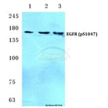 Anti-EGFR (phospho-S1047) Antibody from Bioworld Technology (BS4681) - Antibodies.com