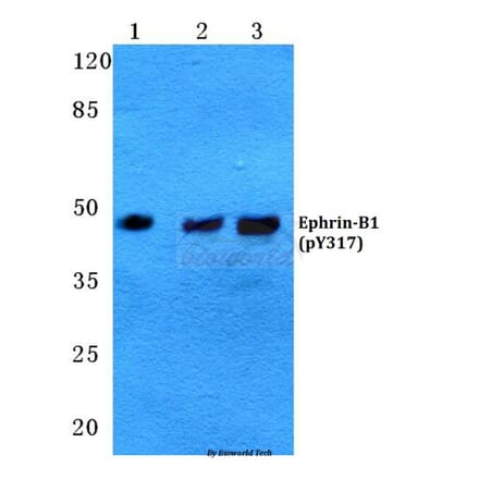 Anti-Ephrin-B1 (phospho-Y317) Antibody from Bioworld Technology (BS4682) - Antibodies.com