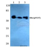 Anti-ERα (phospho-Y537) Antibody from Bioworld Technology (BS4683) - Antibodies.com