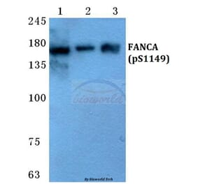 Anti-FANCA (phospho-S1149) Antibody from Bioworld Technology (BS4685) - Antibodies.com