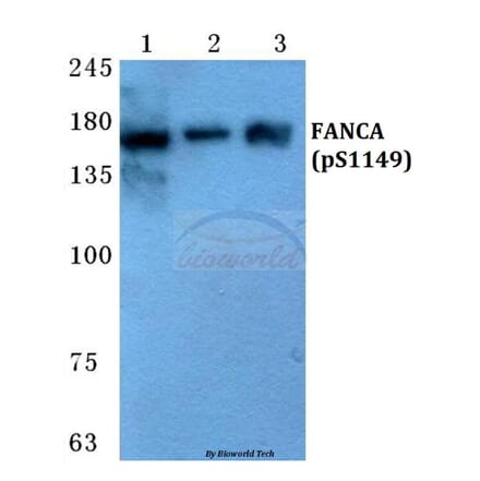 Anti-FANCA (phospho-S1149) Antibody from Bioworld Technology (BS4685) - Antibodies.com