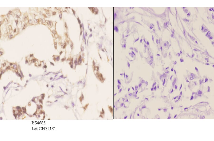 Anti-FANCA (phospho-S1149) Antibody from Bioworld Technology (BS4685) - Antibodies.com