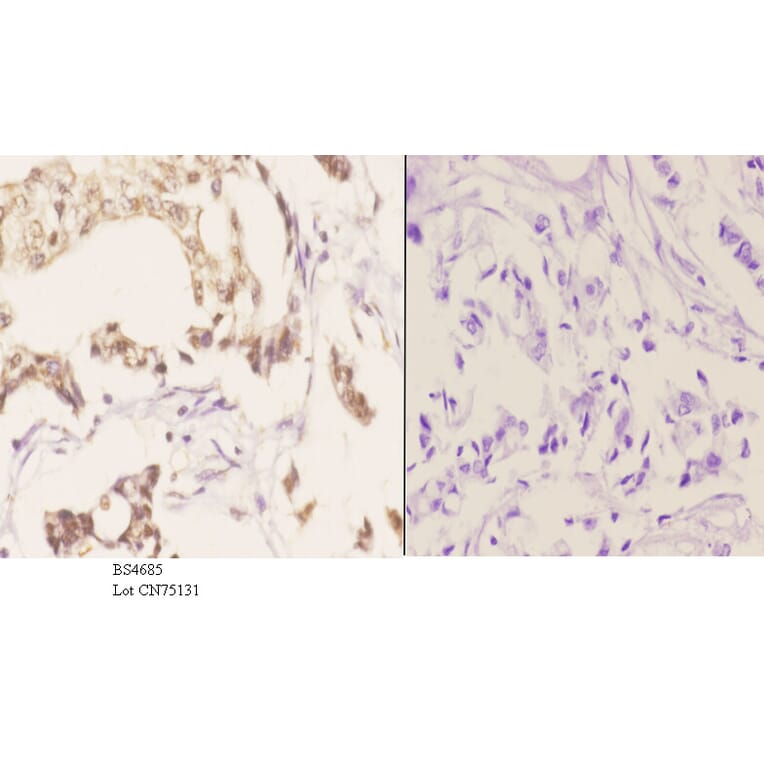 Anti-FANCA (phospho-S1149) Antibody from Bioworld Technology (BS4685) - Antibodies.com