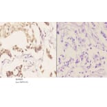 Anti-FANCA (phospho-S1149) Antibody from Bioworld Technology (BS4685) - Antibodies.com