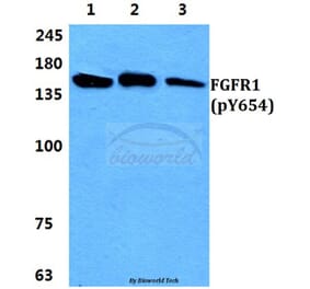 Anti-FGFR1 (phospho-Y654) Antibody from Bioworld Technology (BS4686) - Antibodies.com