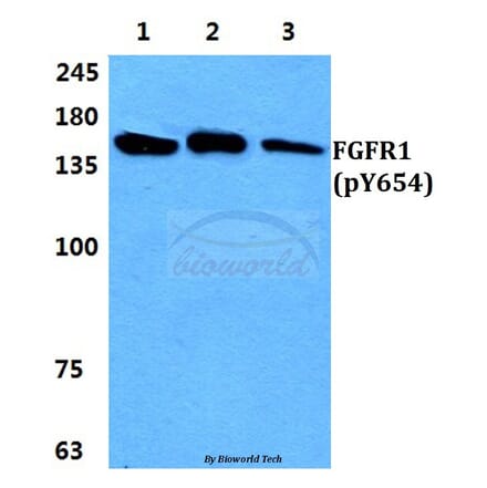 Anti-FGFR1 (phospho-Y654) Antibody from Bioworld Technology (BS4686) - Antibodies.com