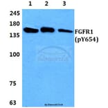 Anti-FGFR1 (phospho-Y654) Antibody from Bioworld Technology (BS4686) - Antibodies.com