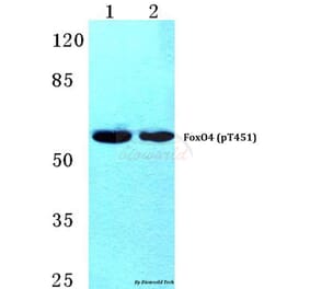 Anti-FoxO4 (phospho-T451) Antibody from Bioworld Technology (BS4687) - Antibodies.com