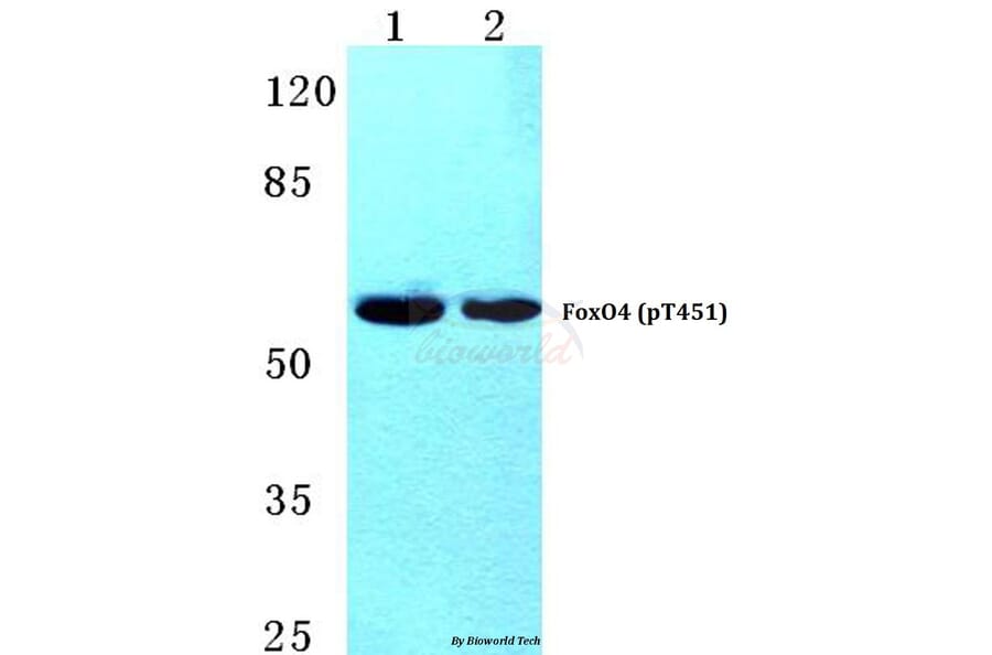 Anti-FoxO4 (phospho-T451) Antibody from Bioworld Technology (BS4687) - Antibodies.com