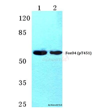 Anti-FoxO4 (phospho-T451) Antibody from Bioworld Technology (BS4687) - Antibodies.com