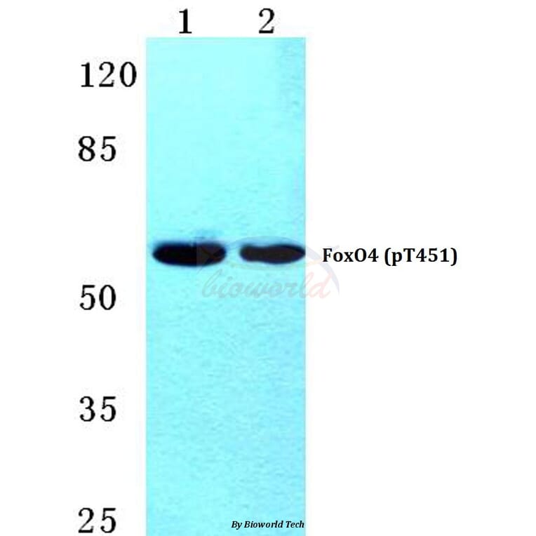 Anti-FoxO4 (phospho-T451) Antibody from Bioworld Technology (BS4687) - Antibodies.com