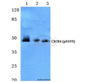 Anti-CXCR4 (phospho-S339) Antibody from Bioworld Technology (BS4688) - Antibodies.com