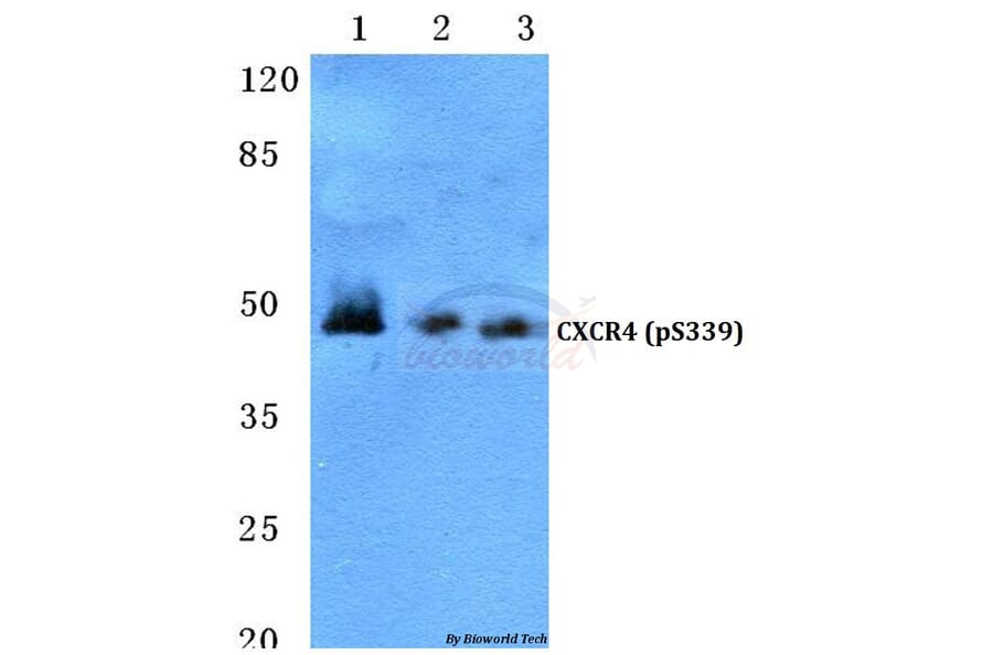 Anti-CXCR4 (phospho-S339) Antibody from Bioworld Technology (BS4688) - Antibodies.com