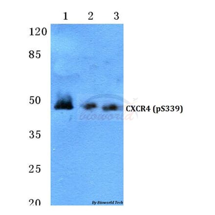 Anti-CXCR4 (phospho-S339) Antibody from Bioworld Technology (BS4688) - Antibodies.com