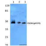 Anti-CXCR4 (phospho-S339) Antibody from Bioworld Technology (BS4688) - Antibodies.com