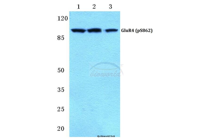 Anti-GluR4 (phospho-S862) Antibody from Bioworld Technology (BS4690) - Antibodies.com