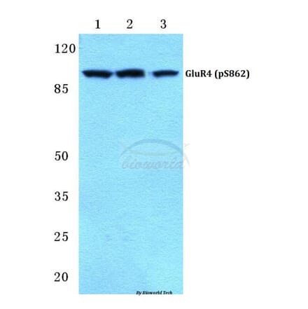 Anti-GluR4 (phospho-S862) Antibody from Bioworld Technology (BS4690) - Antibodies.com