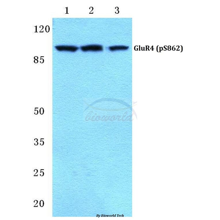 Anti-GluR4 (phospho-S862) Antibody from Bioworld Technology (BS4690) - Antibodies.com