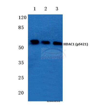 Anti-HDAC1 (phospho-S421) Antibody from Bioworld Technology (BS4693) - Antibodies.com