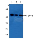 Anti-HDAC1 (phospho-S421) Antibody from Bioworld Technology (BS4693) - Antibodies.com