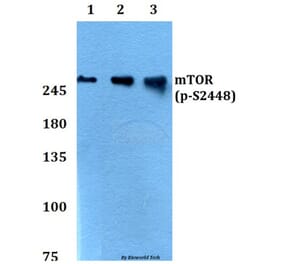 Anti-mTOR (phospho-S2448) Antibody from Bioworld Technology (BS4706) - Antibodies.com