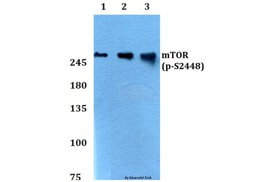 Anti-mTOR (phospho-S2448) Antibody from Bioworld Technology (BS4706) - Antibodies.com