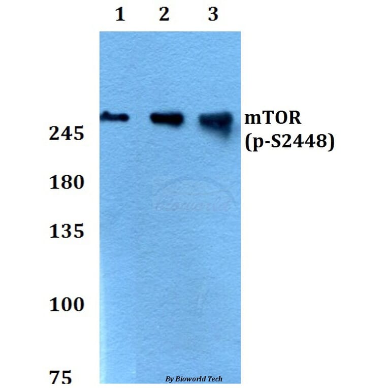 Anti-mTOR (phospho-S2448) Antibody from Bioworld Technology (BS4706) - Antibodies.com