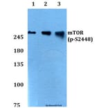 Anti-mTOR (phospho-S2448) Antibody from Bioworld Technology (BS4706) - Antibodies.com