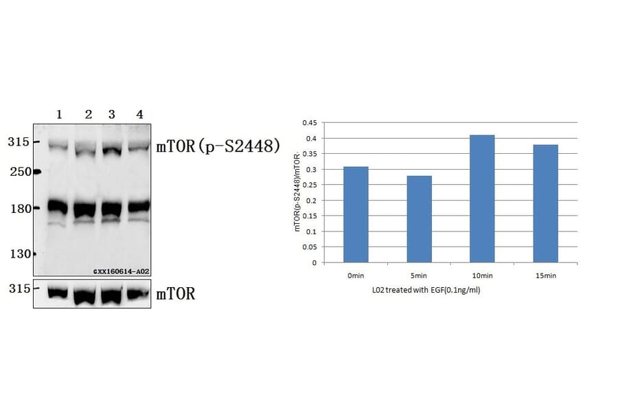 Anti-mTOR (phospho-S2448) Antibody from Bioworld Technology (BS4706) - Antibodies.com
