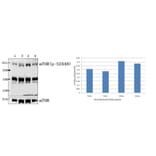 Anti-mTOR (phospho-S2448) Antibody from Bioworld Technology (BS4706) - Antibodies.com