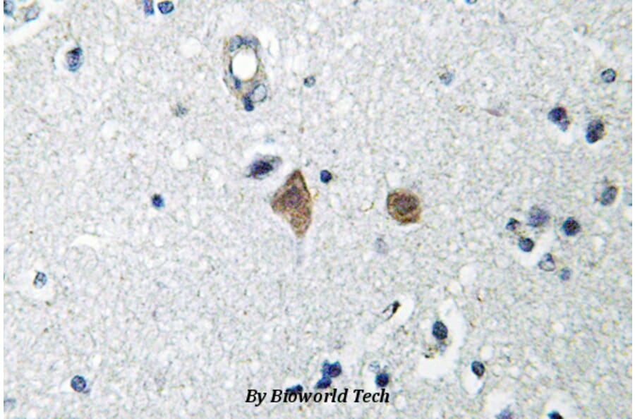 Anti-mTOR (phospho-S2448) Antibody from Bioworld Technology (BS4706) - Antibodies.com
