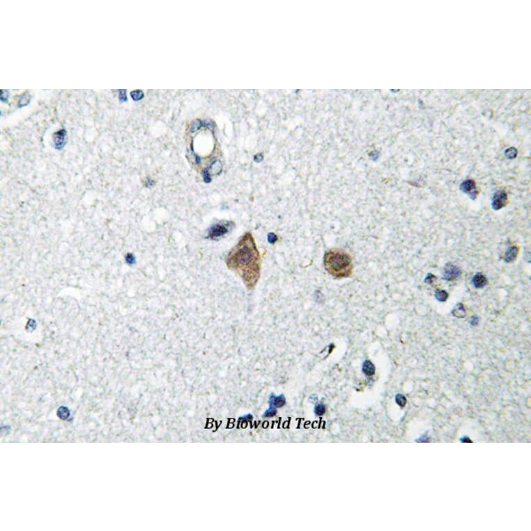 Anti-mTOR (phospho-S2448) Antibody from Bioworld Technology (BS4706) - Antibodies.com