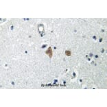 Anti-mTOR (phospho-S2448) Antibody from Bioworld Technology (BS4706) - Antibodies.com