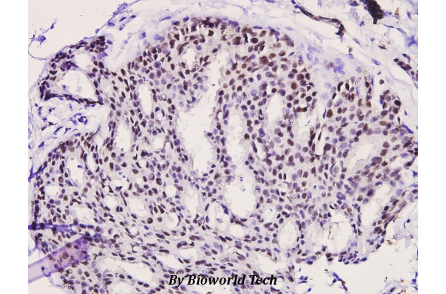 Anti-PKC θ (phospho-S676) Antibody from Bioworld Technology (BS4708) - Antibodies.com