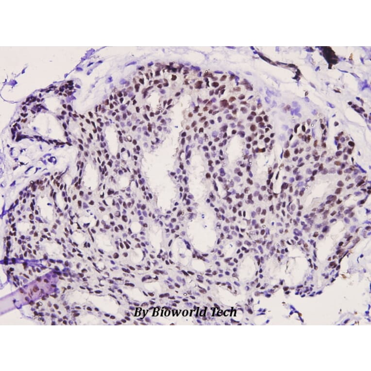 Anti-PKC θ (phospho-S676) Antibody from Bioworld Technology (BS4708) - Antibodies.com