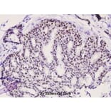 Anti-PKC θ (phospho-S676) Antibody from Bioworld Technology (BS4708) - Antibodies.com