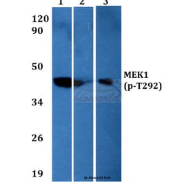 Anti-MEK1 (phospho-T292) Antibody from Bioworld Technology (BS4709) - Antibodies.com