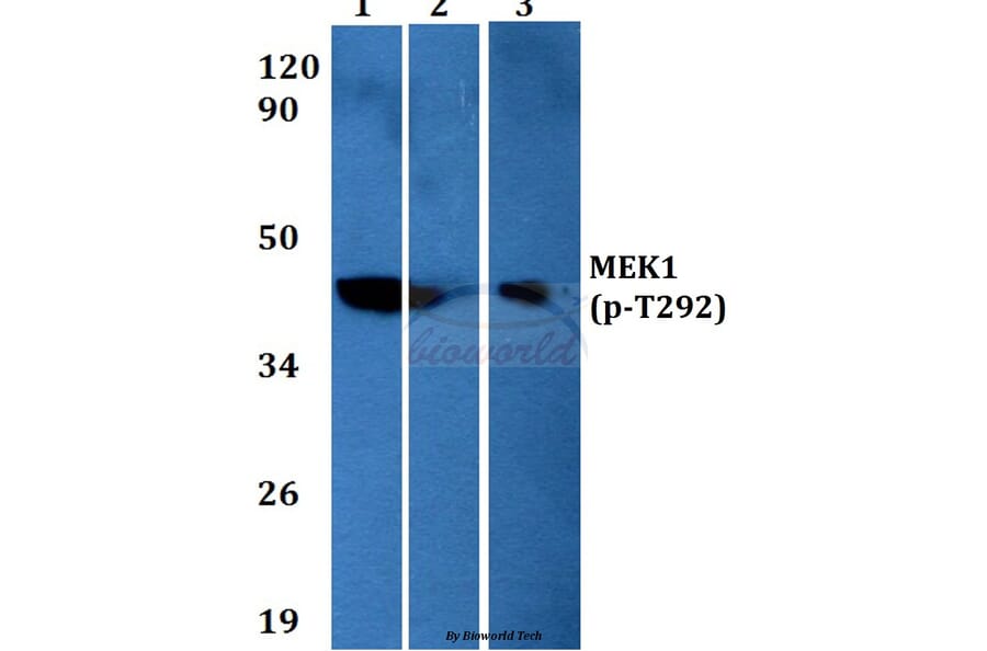 Anti-MEK1 (phospho-T292) Antibody from Bioworld Technology (BS4709) - Antibodies.com