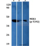 Anti-MEK1 (phospho-T292) Antibody from Bioworld Technology (BS4709) - Antibodies.com